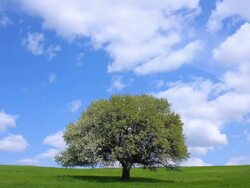 HD Green field and lonely tree - Time Lapse Stock Footage