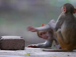 Rhesus Monkey Stock Footage