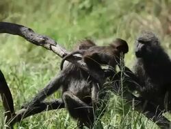 olive baboon (Papio anubis)- family on a dry tree Stock Footage
