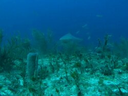 Grey reef shark, Carcharhinus amblyrhynchos, seabed, Bahamas  Stock Footage
