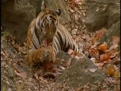 Royal Bengal Tiger (Panthera tigris tigris) chewing carcass, uses paws to hold carcass, Bandhavgarh National Park, India Stock Footage