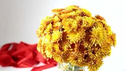chrysanthemum Stock Footage