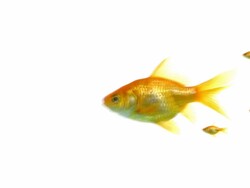 Fished Family ( Fish series 07 ) Stock Footage