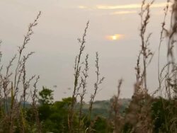 Swaying Flower Stock Footage