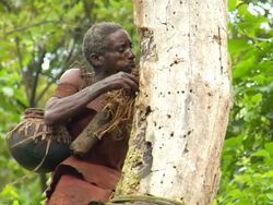 MS TS Shot of batwa man climbing on tree / kigez, kabale, uganda Stock Footage