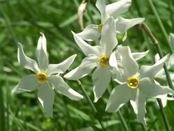 HD: Spring flowers Stock Footage