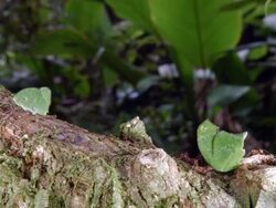 Leaf cutter ants (Atta sp.) walking along a branch above a rainforest stream in the Ecuadorian Amazon. Stock Footage