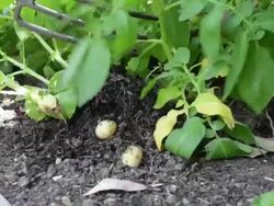 Digging for potatoes, UK Stock Footage