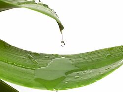 MS SLO MO Shot of drop of water falling on leaf against white background / Vieux Pont en Auge, Normandy, France Stock Footage
