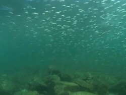 Sea Lion bull into dome through school small fish, Mexico  Stock Footage