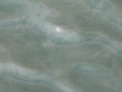 Polluted water Stock Footage