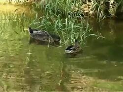 Ducks on the river Stock Footage