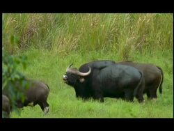 Gaur (Bos gaurus) bull rutting call, Nagarahole, Southern India Stock Footage