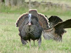 MS Wild turkey displaying wings and calling / Madoc, Ontaria, Canada Stock Footage
