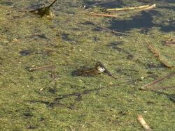 HD: Marsh frog Stock Footage