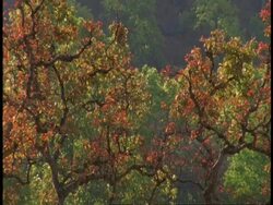 WA forest scenic, Bandhavgarh National Park, India Stock Footage
