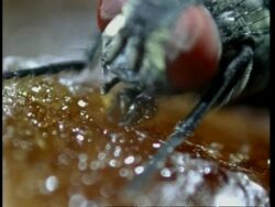 BCU Housefly feeding Stock Footage