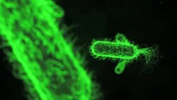 E. Coli Bacterium green Medical Background Stock Footage