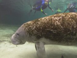 Manatees  tourists, watching looking down, Florida, North Atlantic Ocean  Stock Footage