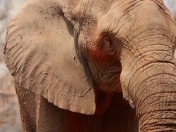 Elephant. Stock Footage