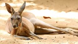kangaroo. Stock Footage