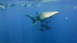 Endangered Species Pelagic Whale Shark (Rhincodon types) and Cobia (Rachycentron canadum) swimming with people.  A perfect demonstration of primal instinctive animal behaviour. Stock Footage