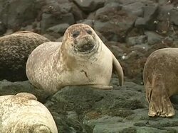 MS Grey seal (Halichoerus grypus) stretches on rocks, then manoeuvres itself laboriously, Norfolk, UK Stock Footage