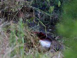 Leopard eating at secret place - camouflage Stock Footage