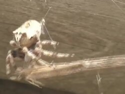 Spider Stock Footage