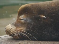Sea Lion along Oregon Coast Stock Footage