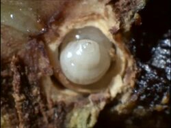 BCU Cross section of acorn gall showing Knopper Wasp (Synergus) Larva, UK Stock Footage