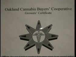 A marijuana plant is the central exhibit at an art show in California News Clip