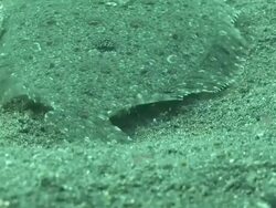 Flounder (Paralichthys sp.) moving over sea floor, camouflaged, Kungkungan Bay Resort, Sulawesi, Indonesia Stock Footage