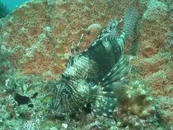 CU Devil fire fish lying on rock covered with coral and sponges / Matola, Maputo, Mozambique Stock Footage