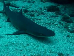  MS ZI CU Shark on ocean floor opening and closing its mouth / Madagascar Stock Footage
