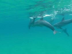 MS Shot of Several bottlenose dolphins swimming and observing surroundings and surfacing to breathe / Sodwana Bay, KwaZulu Natal, South Africa Stock Footage
