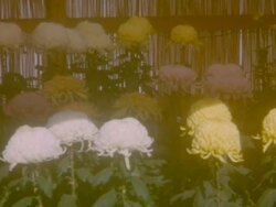 Chrysanthemum Flowers Stock Footage