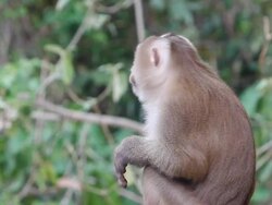 Monkey Stock Footage