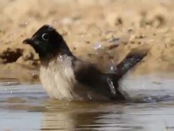 White-spectacled Bulbul Bathing , Israel Stock Footage