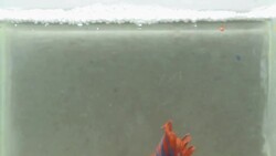 feeding food for a Siamese fighting fish Stock Footage