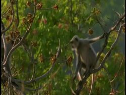 MS Hanuman Langur, Semnopithecus entellus, moving through trees, Bandhavgarh National Park, India Stock Footage