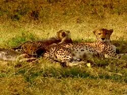 MS Female cheetah and two cubs resting under shade of tree / Masai Mara, Kenya Stock Footage