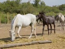 Animals of the wild Stock Footage