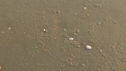 Crab Running. Stock Footage