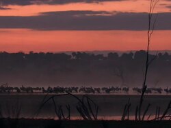European Cranes (Grus grus) silhouetted beneath orange sky, North East Extremadura in Dehesa. Stock Footage