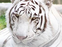 close up of white tiger Stock Footage