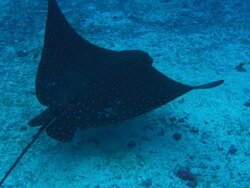 Eagle Ray, Costa Rica, Pacific Ocean  Stock Footage