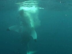 Wide Shot hand-held static - A great white shark thrashes as it takes bait at the surface of the ocean. Stock Footage