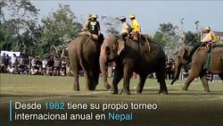 CLEAN : Los elefantes tambien juegan polo News Clip