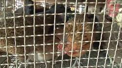 CLEAN : FILE: S.Africa's neighbours ban its poultry News Clip